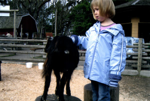 Goats at Beacon Hill Park 